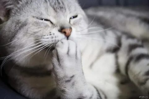 Допустим кошка