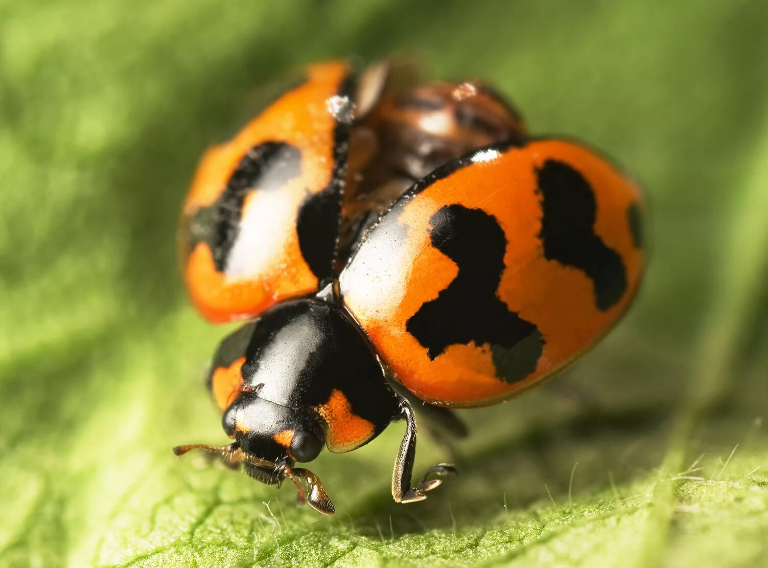 Божья коровка 7. Семиточечная коровка. Семиточечная Божья коровка. Coccinella septempunctata (коровка Семиточечная). Люцерновая Божья коровка.