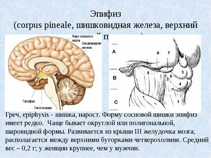 Гипоталамус топография