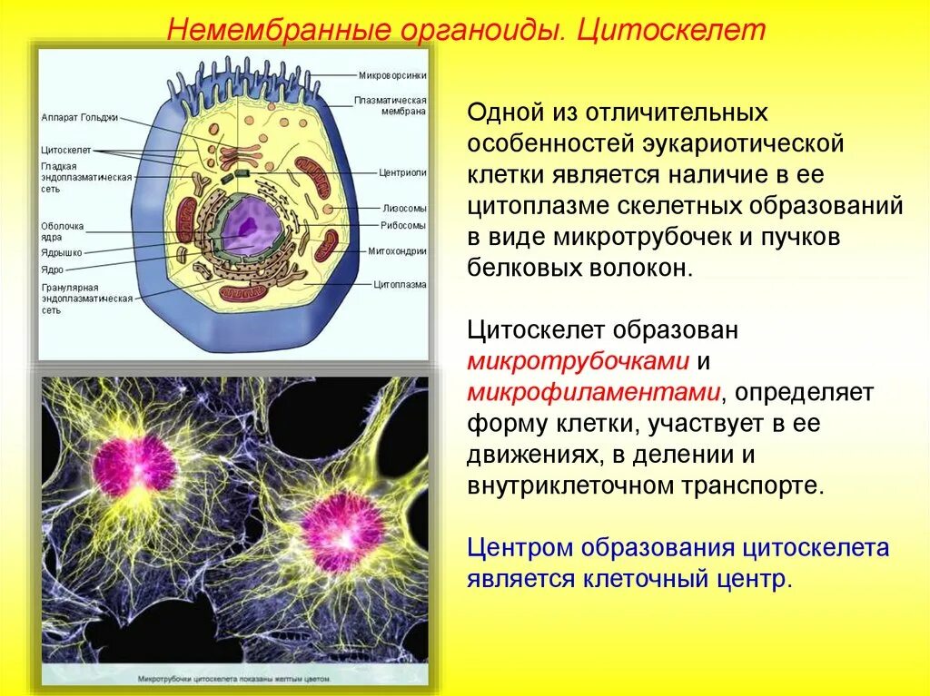 Цитоскелет органелла. Цитоскелет функции органоида. Органоиды цитоскелет строение и функции. Формирование цитоскелета клетки органелла.