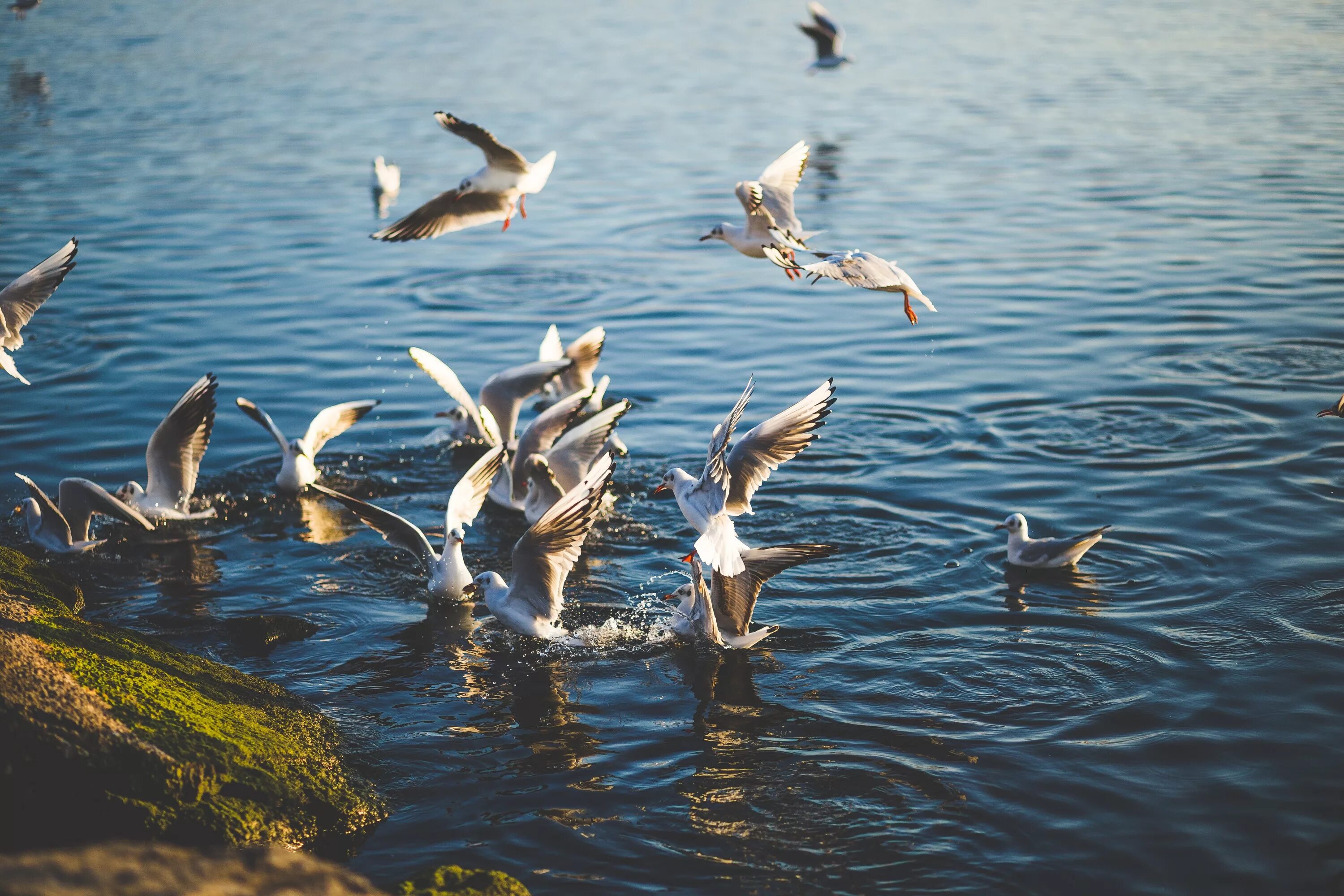 Обь животные. Озеро Селигер Чайка. Птицы озера Селигер.