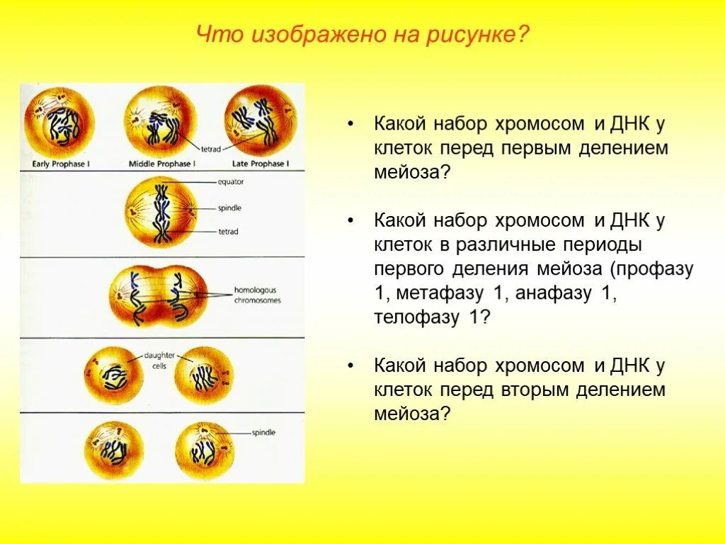 Какой набор хромосом при мейозе. 1 Деление мейоза набор хромосом. Профаза мейоза 1 набор хромосом и ДНК. Набор хромосом перед первым делением мейоза. Мейоз деление клеток хромосомы ДНК.