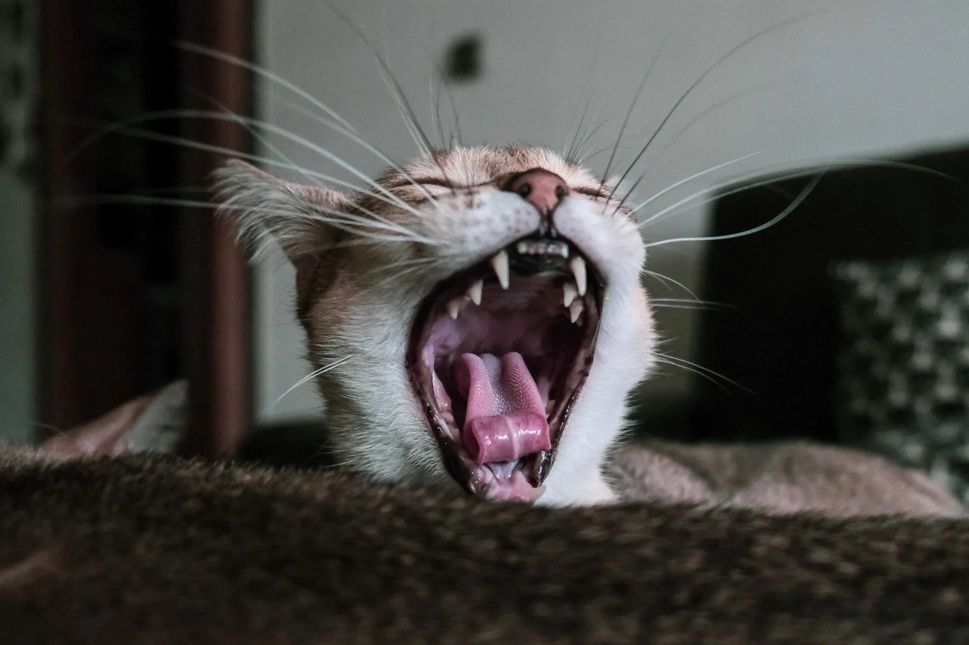 Зубы котика. Необычные зубы животных. маленькие зубы у животных.
