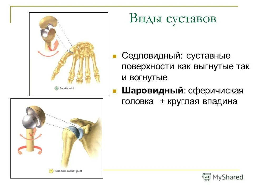 Какие суставы относятся к седловидным суставам. Седловидная форма сустава. Седловидный сустав строение. Какие суставы относятся к седловидным суставам. Какие суставы относятся к седловидным суставам.