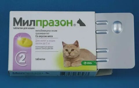 Можно ли котятам давать антибиотики