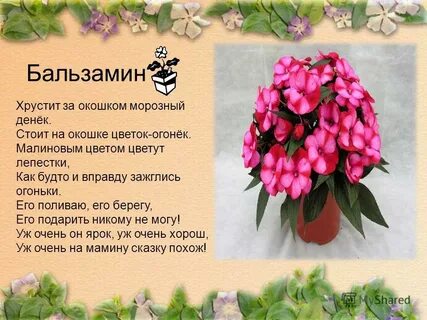 Стихи комнатным цветам