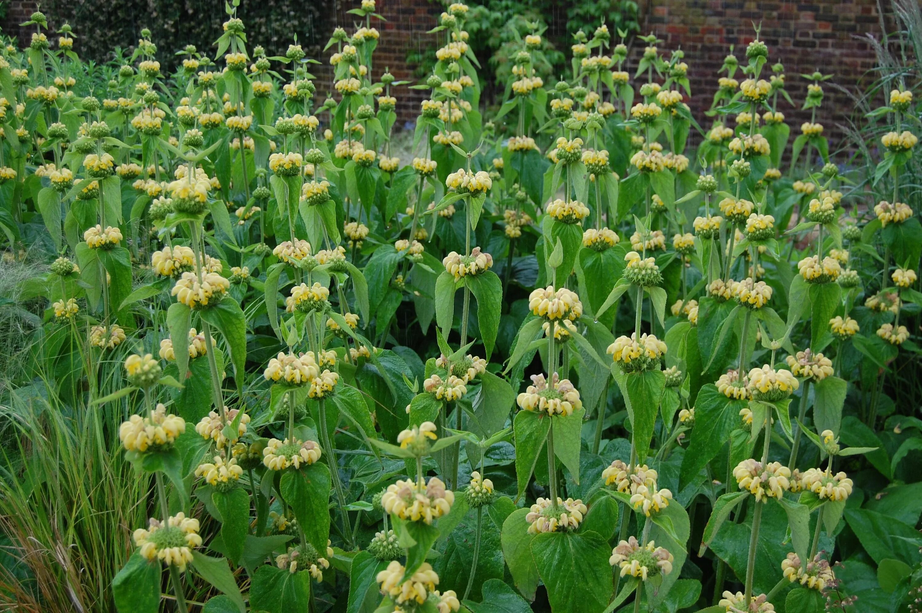 Чина литвинова. Многолетнее травянистое клубненосное растение. Чина литвинова. Lathyrus heterophyllus. Чина клубневая.