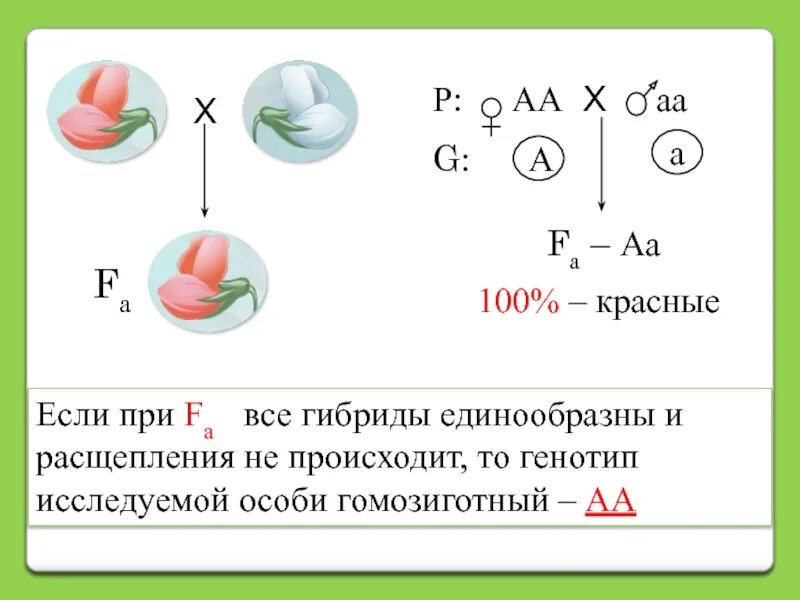 Анализирующее скрещивание неполное доминирование 10 класс. Множественные аллели анализирующее скрещивание. расщепление при неполном доминировании. генотип гомозиготной особи. неполное доминирование анализирующее скрещивание.