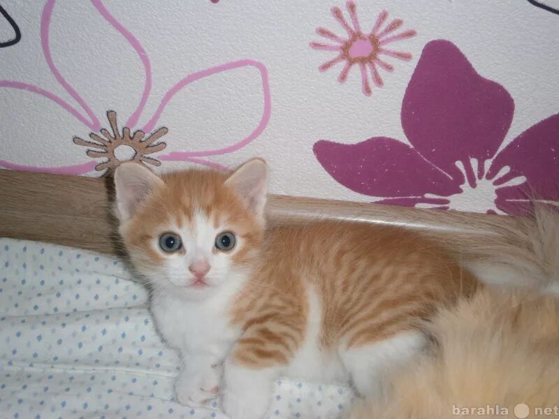 Рыжий котенок Ижевск. Авито Ижевск животные кошки. Взять в добрые руки рыжего котенка в Ижевске 2022 год. Котята ижевск в добрые