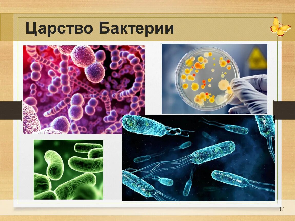 Презентация многообразие бактерий и вирусов. Царство бактерий 5 класс биология. Царство бактерий 6 класс биология. Представители царства бактерий. Царство бактерий для детей.