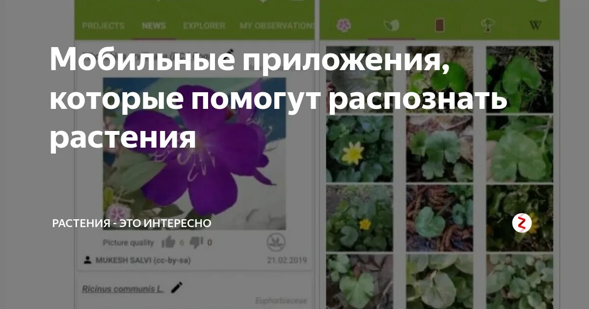 Распознавание растения по фото. Распознавание растений. Приложение по распознаванию растений. Распознавание растений по картинке. Приложение для распознавания цветов.