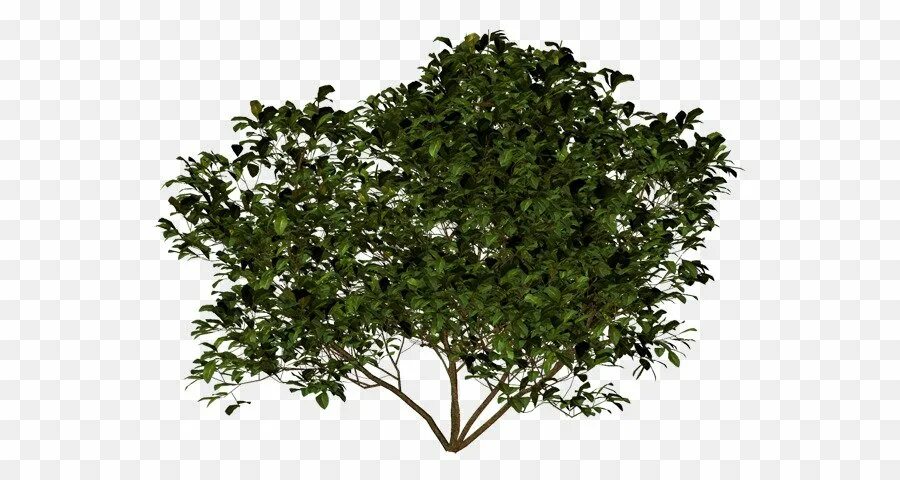 Зеленые кусты. Кустарник на белом фоне. Кусты для фотошопа. Bush куст. Кусты пнг для фотошопа.