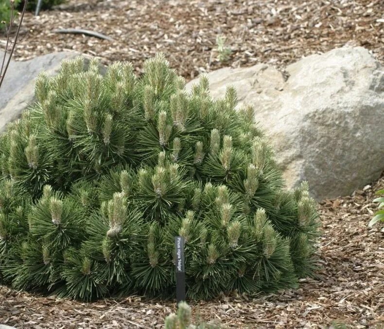 Сосна нигра описание. Сосна Pinus nigra. Pinus nigra 'Helga'. Pinus nigra 'Hornibrookiana'. Сосна Pinus nigra. Helga.