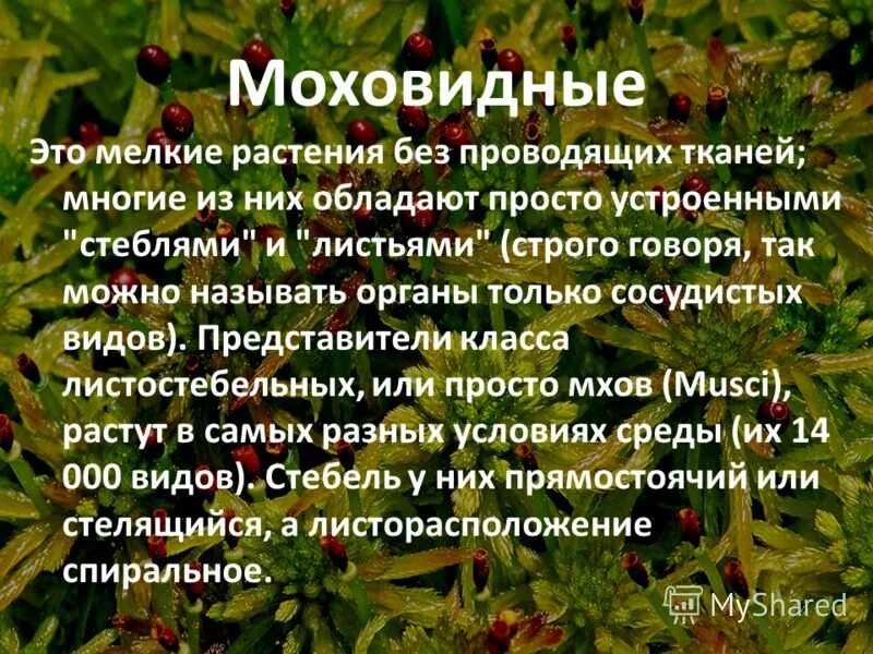 Дайте характеристику моховидных растений. Общая характеристика мохообразных. Общая характеристика моховидных. Отдел Моховидные общая характеристика. Конспект по теме Моховидные.