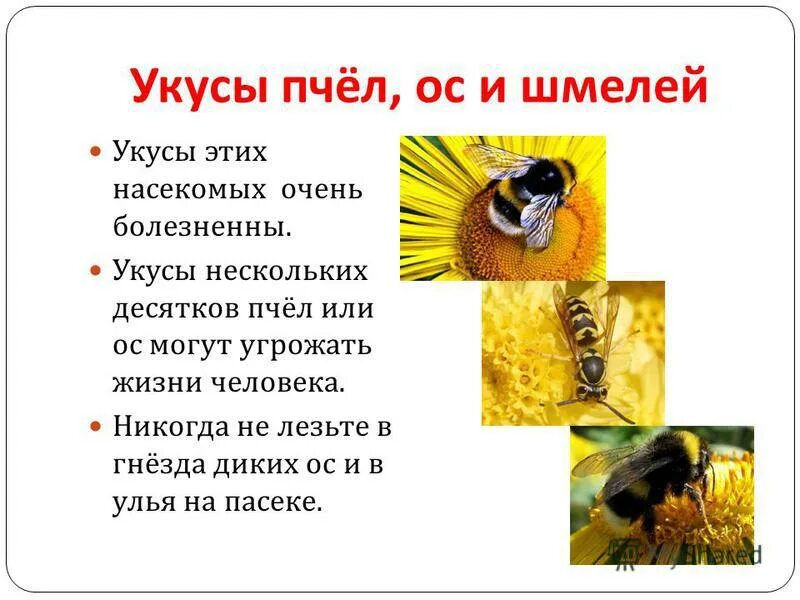Важные сведения о пчелах. Сообщение о пчелах и шмелях. Факты о пчелах и осах. Доклад про осу.
