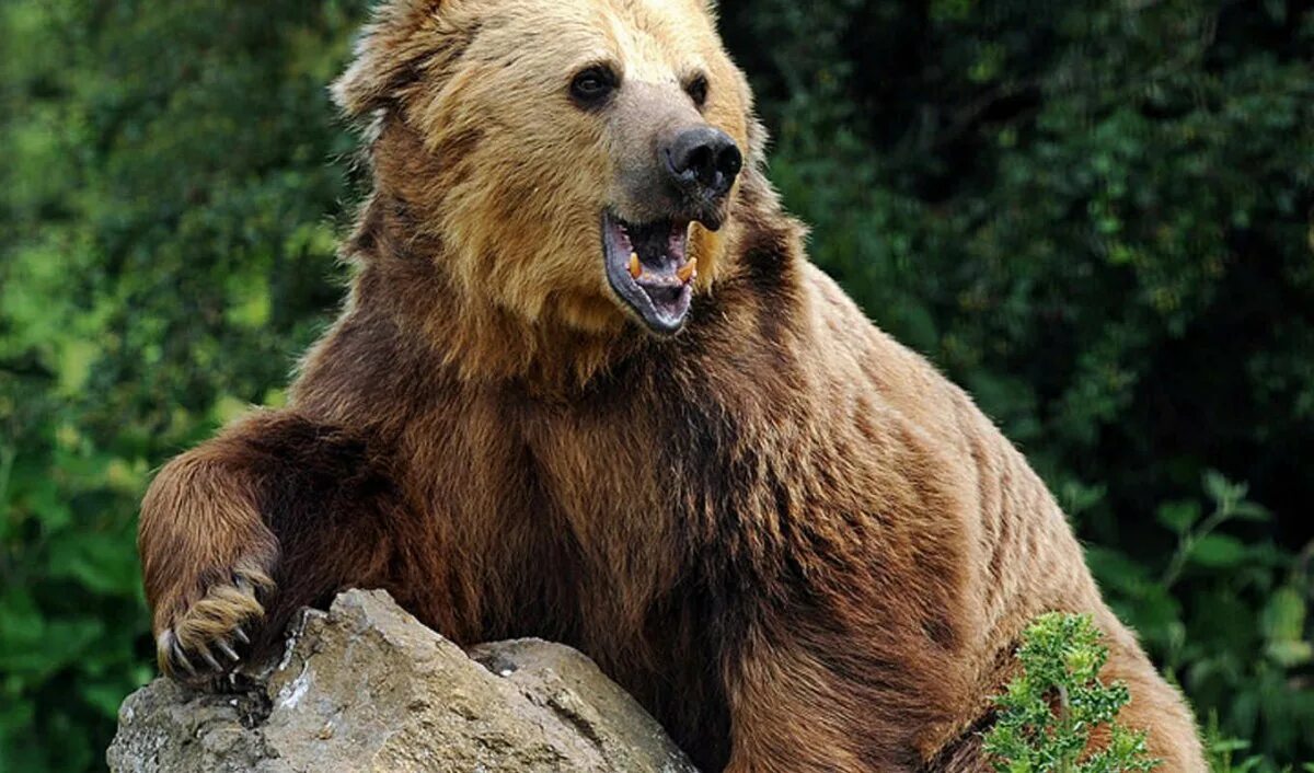Бурый медведь факты. Бурый медведь интересные факты. Интересные факты о медведях. Медведь косолапый.