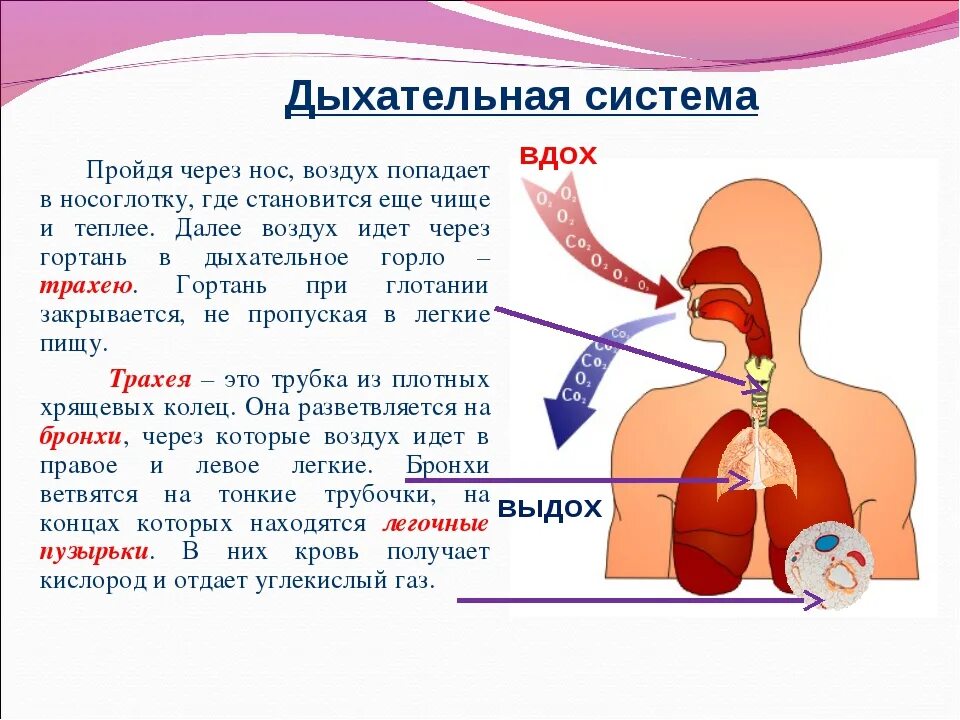 Выдох со свистом у взрослого. Из гортани воздух попадает в. Дыхание через нос. Органы дыхания у детей. Дыхательная система человека человека.