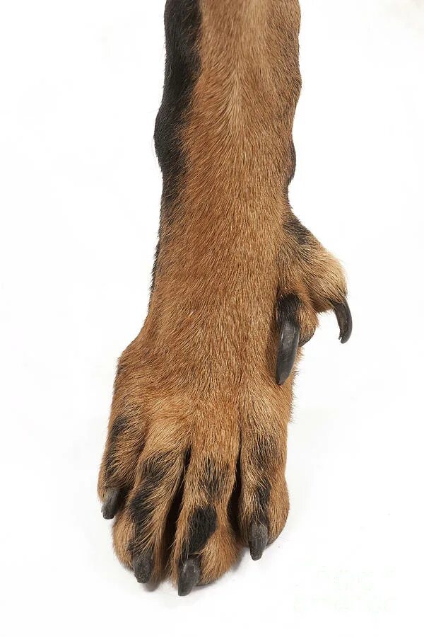 прибылые пальцы у босерона. ампутация прибылых пальцев у собак. прибылые пальцы у собак джек рассел. прибылых (рудиментарных) пальцев. полидактилия у мейн кунов.