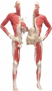 Bodies bodies bodies download