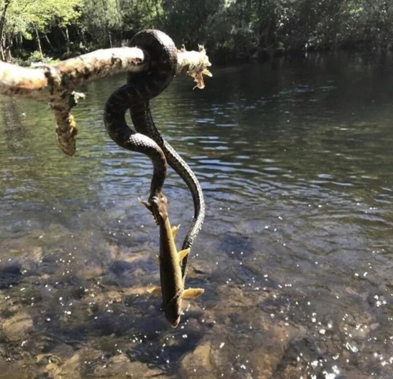 Водные змеи. Змея в озере. Ловля змеи. Змеи в озере. Змее лов