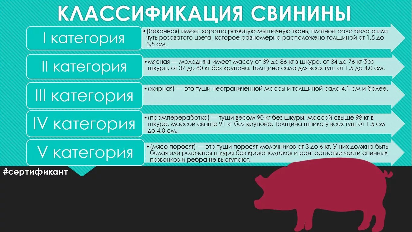Категории мяса свинины. Классификация свинины. Классификация свинины по упитанности. Как отличить свиной