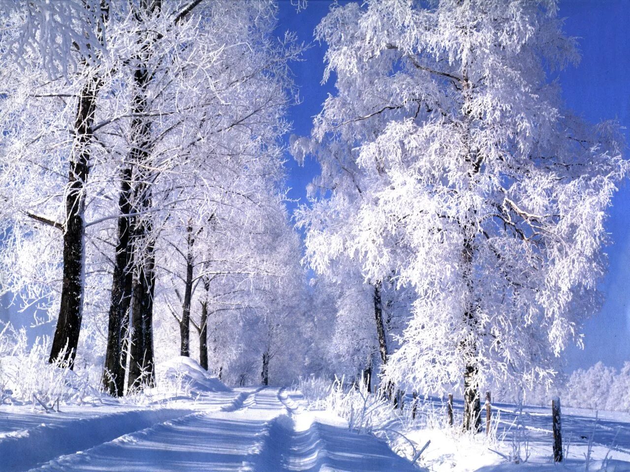 Зимний пейзаж. Зимняя природа. Красивая зима. Красивая Снежная зима. 4 декабря 2015 года