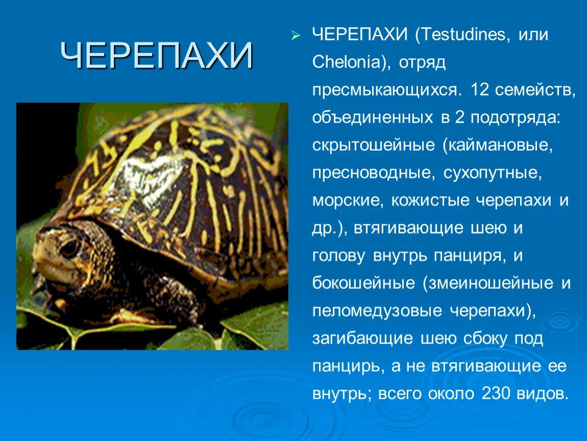 Морские черепахи Пресноводные и Сухопутные. Подотряд черепахи. Морская и сухопутная черепаха. Представители пресмыкающихся черепахи