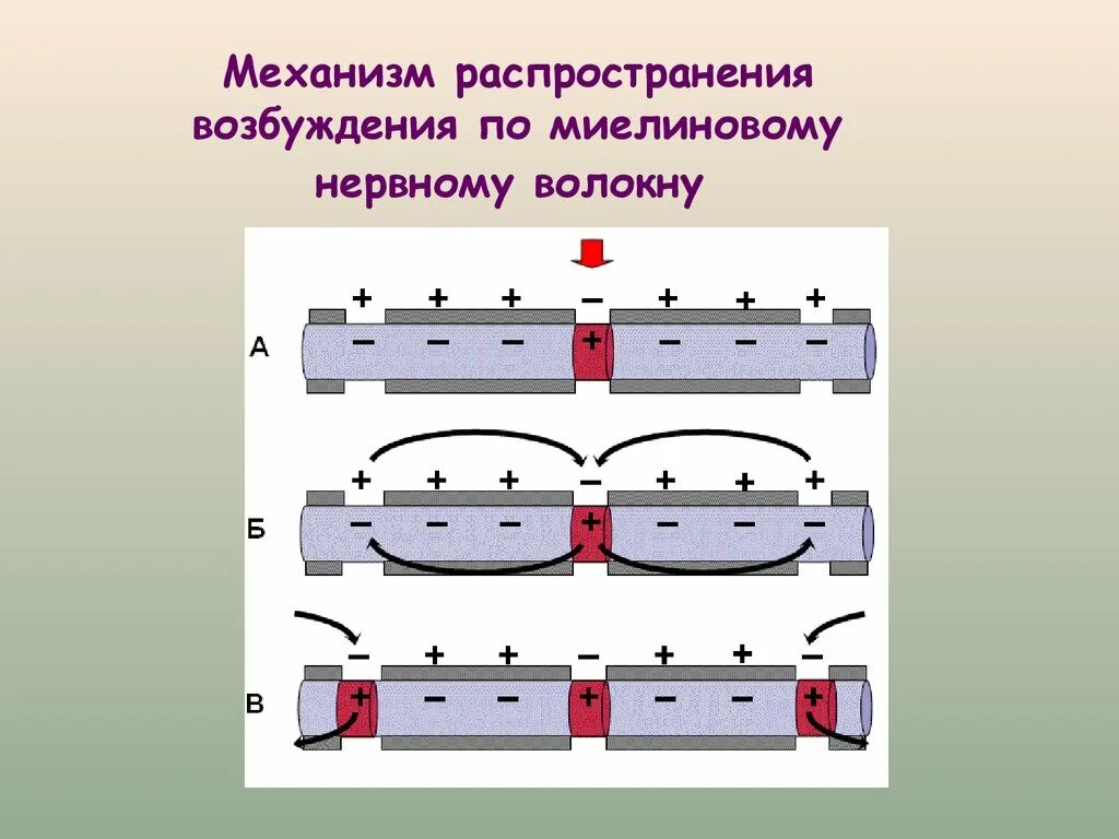 Механизм распространения возбуждения по нервным волокнам. Механизм передачи возбуждения по безмиелиновому волокну. Нервных волокон механизм проведения возбуждения по нервному волокну. Механизм проведения возбуждения по безмиелиновому нервному волокну. Типы пд