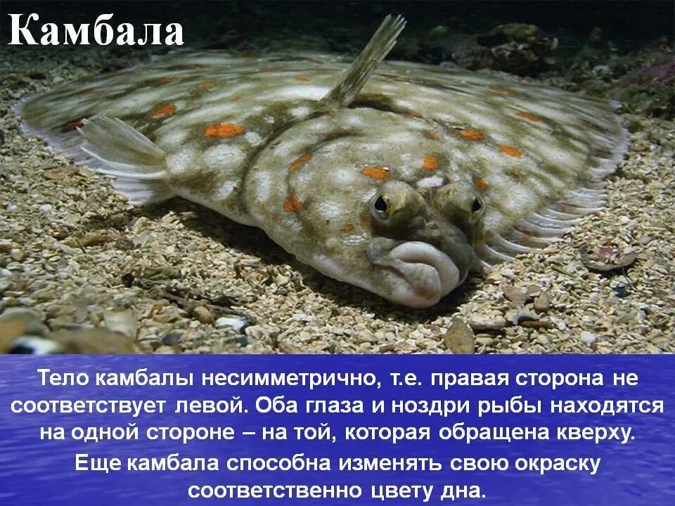 Рыбы не живут без воды. Морская камбала среда обитания. Камбала донная рыба. Камбала описание рыбы. Рыба камбала среда обитания.