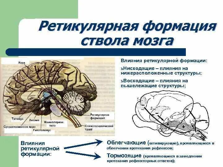 Ретикулярная формация мозгового ствола. Ретикулярная формация функции ЦНС. Ретикулярная формация ствола мозга. Ретикулярная формация физиология. Функции выполняют отделы ствола мозг