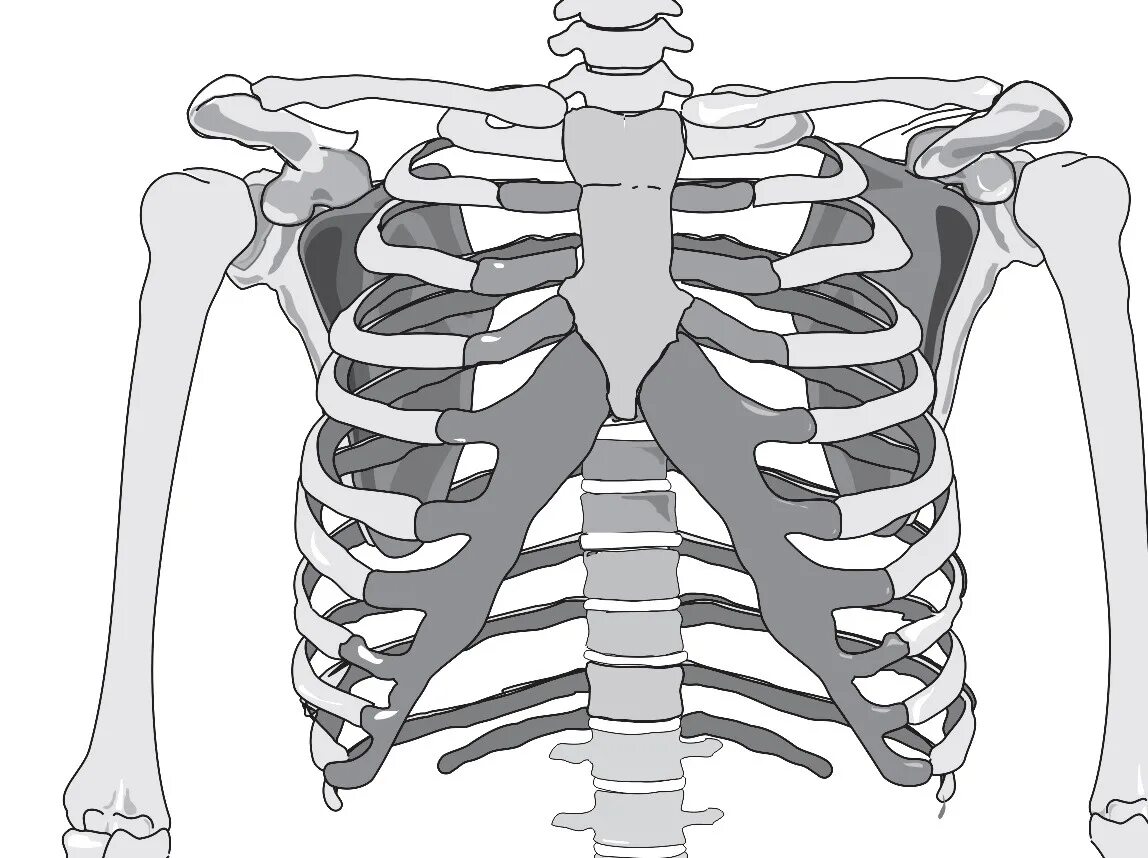 Грудная клетка с ребрами и грудиной. Грудная клетка кости скелета. Кости Грудина человека анатомия. Ребра кости анатомия.