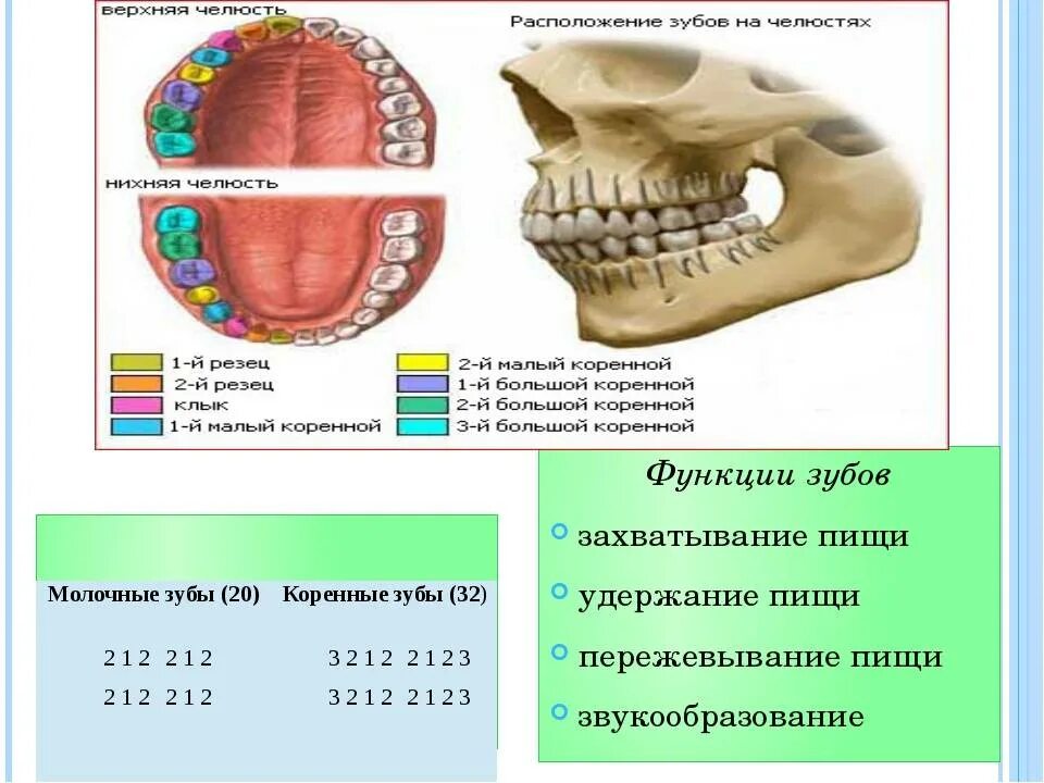 Сколько стоят зубы человека. Расположение зубов. Схема расположения зубов. Сколько зубры у человека.