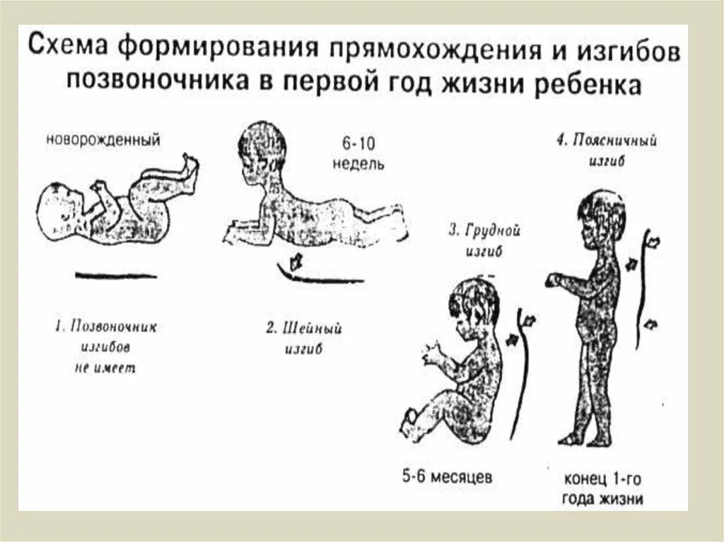 Развитие изгибов позвоночника