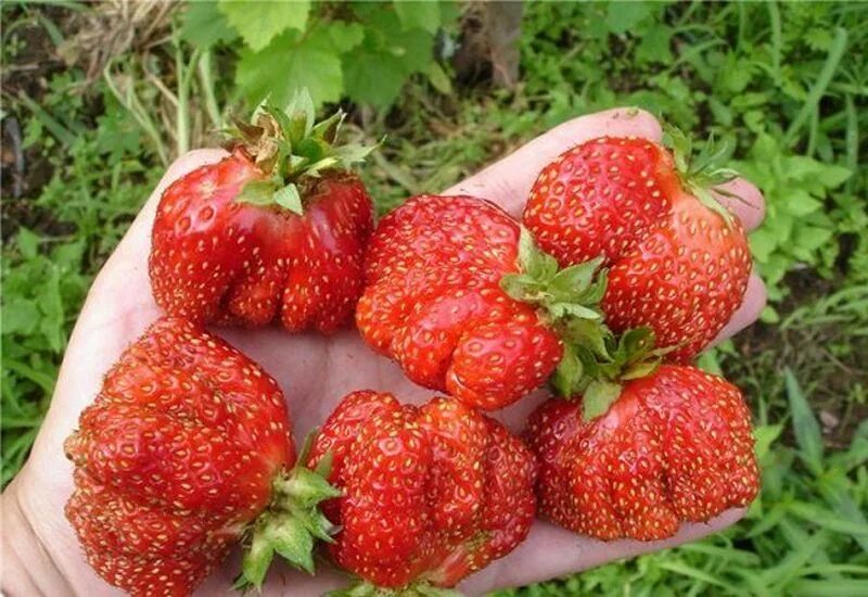 Клубника юбилейная описание