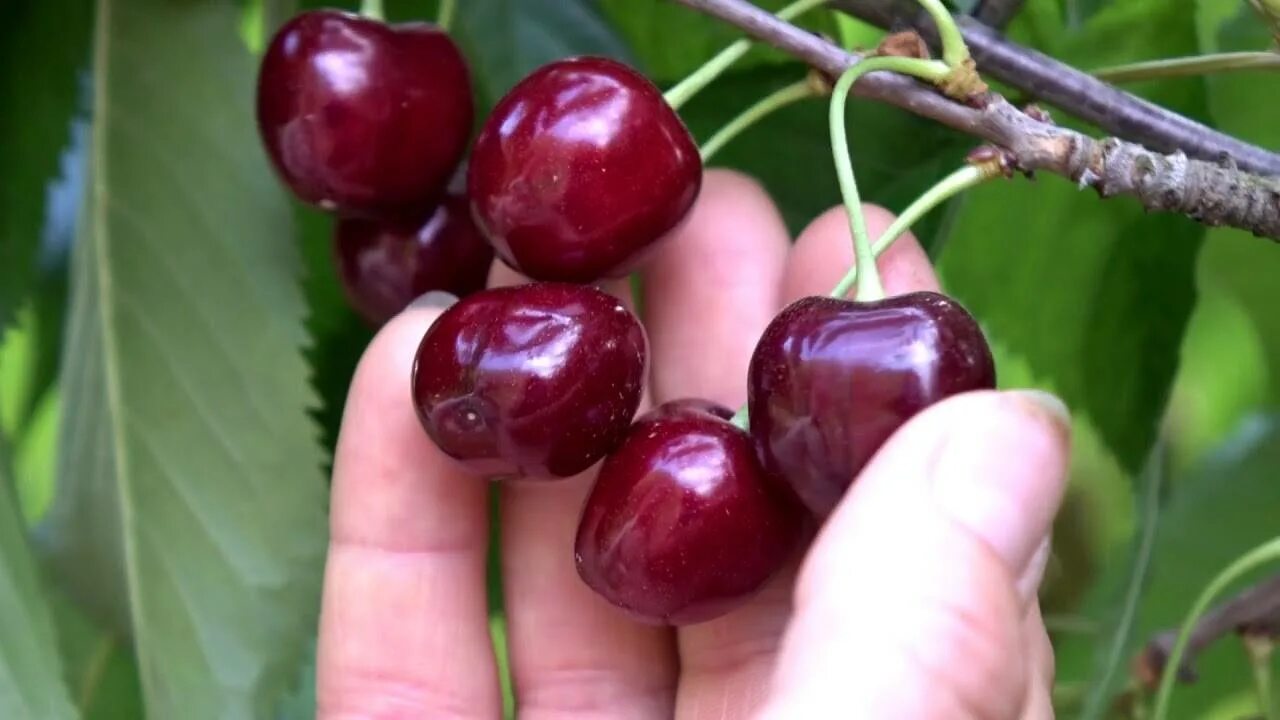 Крупная сладкая вишня какой сорт. Черешня сорта крупноплодная. Черешня Ипуть. Черешня крупноплодная дерево. Черешня Сюбаровская.