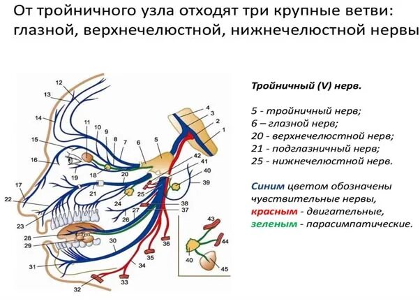 Как вылечить тройничный нерв лица. Ветви тройничного нерва таблица. симптомы поражения 2 ветви тройничного нерва. клинические симптомы невралгии 2 ветви тройничного нерва. неврология тройничный нерв симптомы.