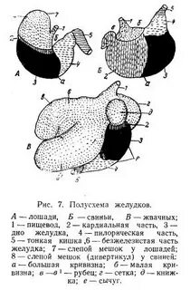 Желудок жвачных 5 букв