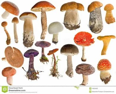 Оттенок mushroom