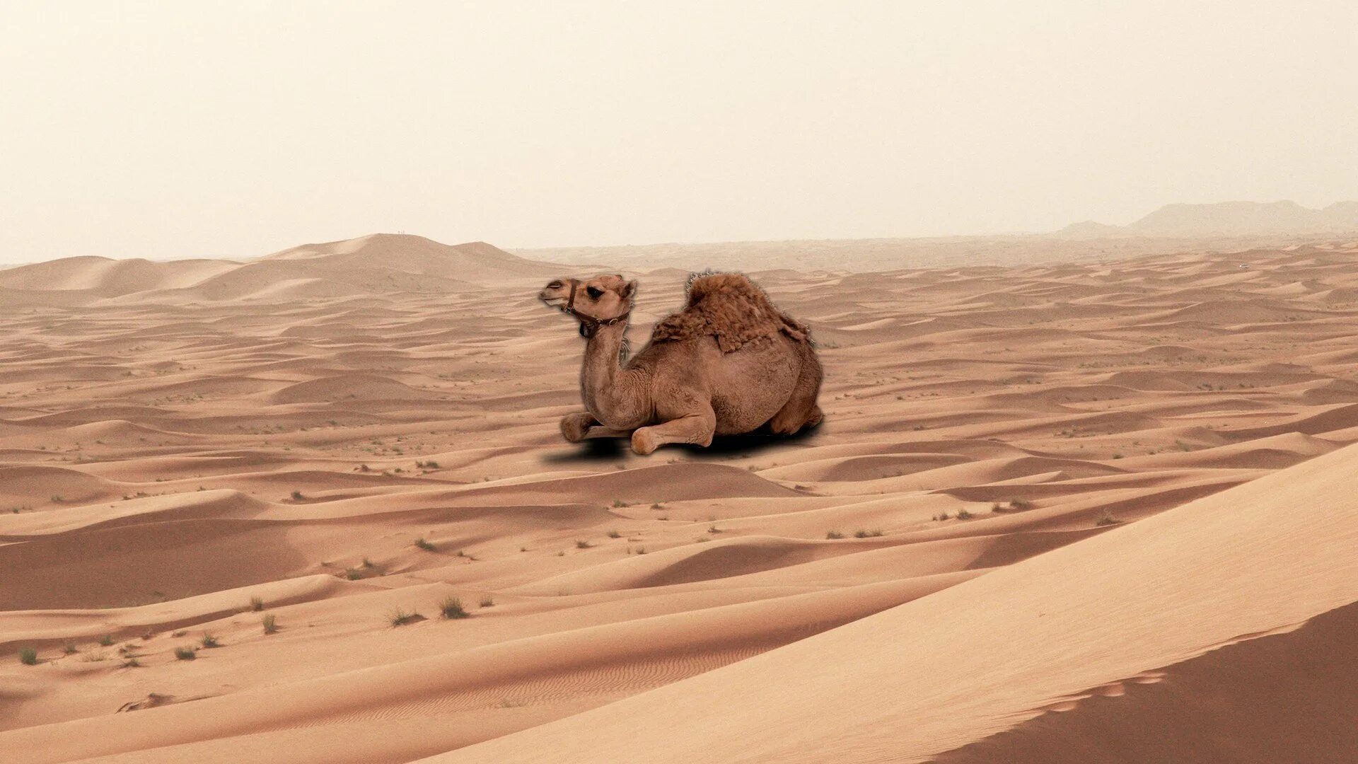 Верблюд Джо кэмел. Пустыня Каракум с верблюдом. Каракум верблюд. Пустыни полупустыни верблюд. Оазис животные