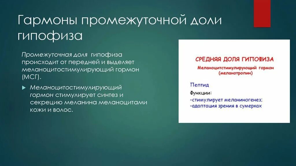 Мсг гормон. Функции промежуточной доли гипофиза. гормоны промежуточной доли гипофиза. промежуточная и задняя доли гипофиза.