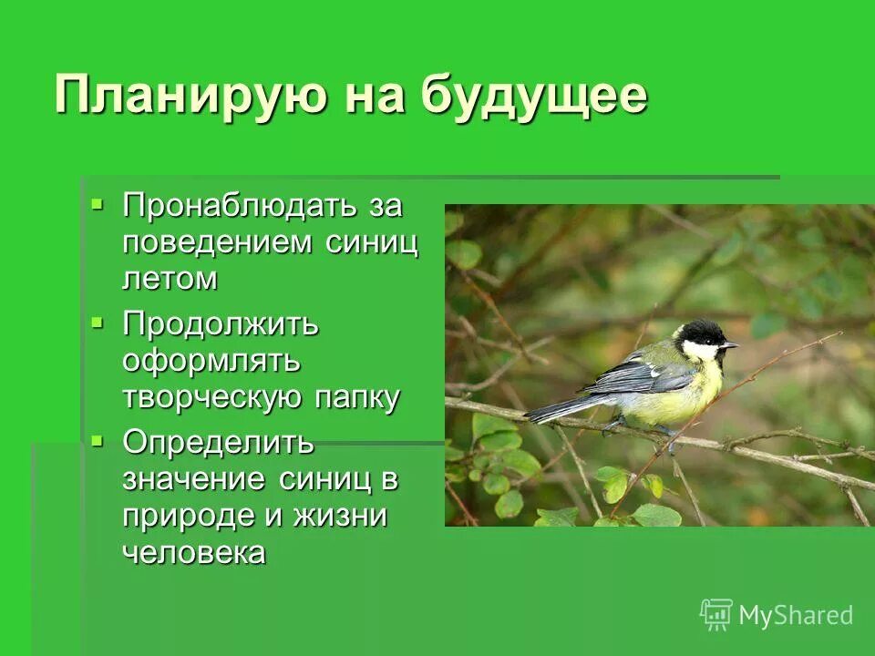 Синица фото и описание. Описание большой синицы. Синичка проверочное слово. Описание синички. Значение синиц в природе и жизни человека.