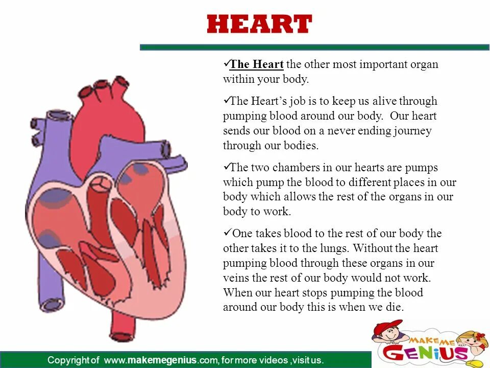 In the hearts of перевод. Parts of the human body and internal organs . презентация. текст на английском об органе. human inner organs. органы на английском.