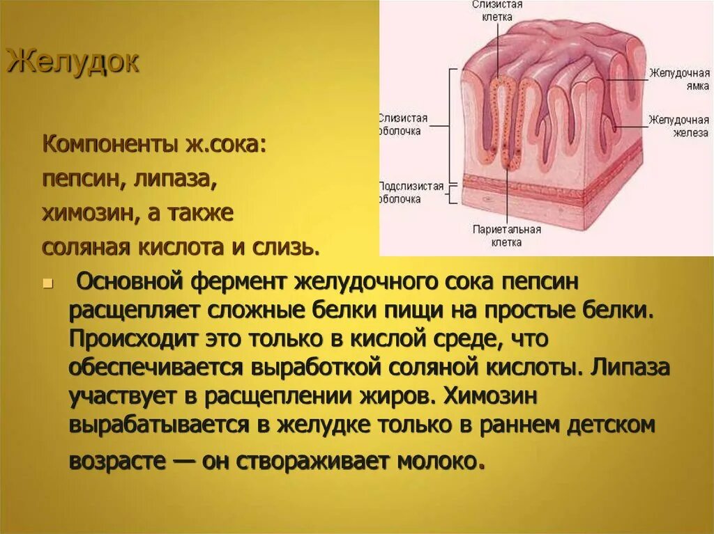 Что вырабатывают главные клетки слизистой оболочки желудка. Главные клетки слизистой оболочки желудка секретируют:. Слизистые оболочки желудка. Слизистая оболочка желудка состоит из.