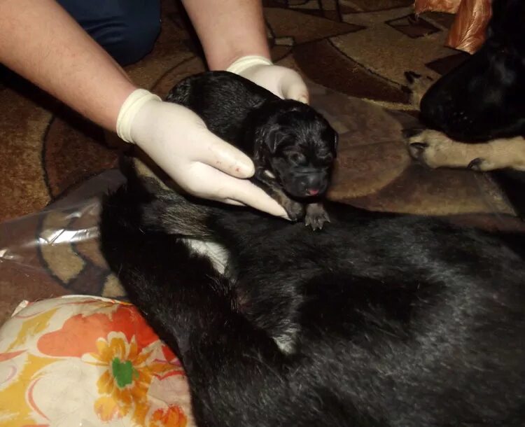 Новорождённые щенки немецкой овчарки. Беременная немецкая овчарка. Щенок немецкой овчарки 1 месяц. Новорожденные щенки немецкой овчарки. Беременная собака овчарка.