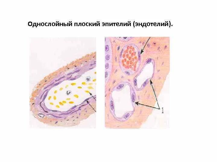 Эндотелий препарат. Эндотелий препарат. Эндотелий препарат. Эндотелий препарат. Эндотелий гистология препарат.