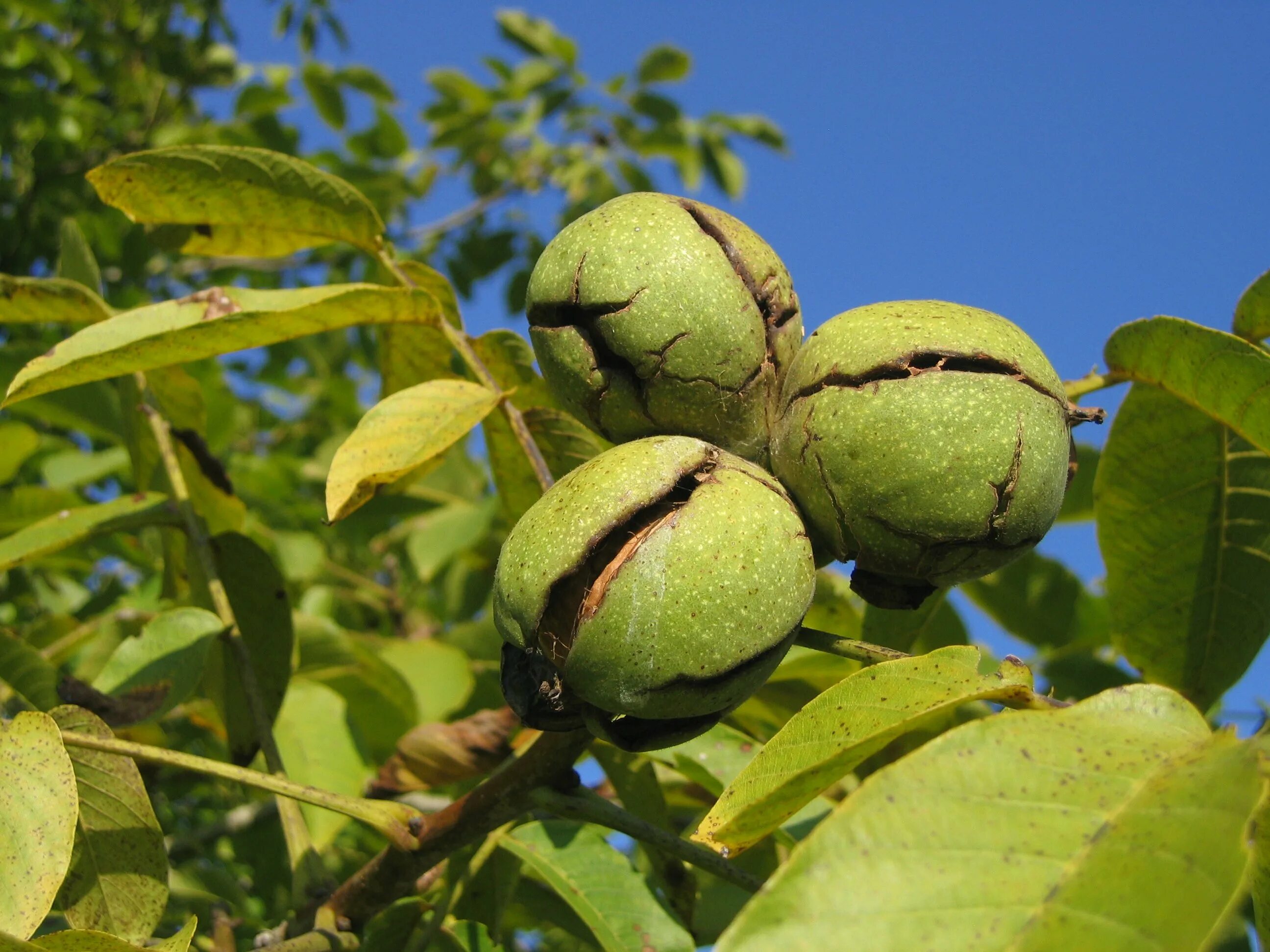 Подкормка грецкого ореха. Грецкий орех Juglans Regia l.. Орех грецкий (Juglans mandshurica). Грецкий орех Витязь.