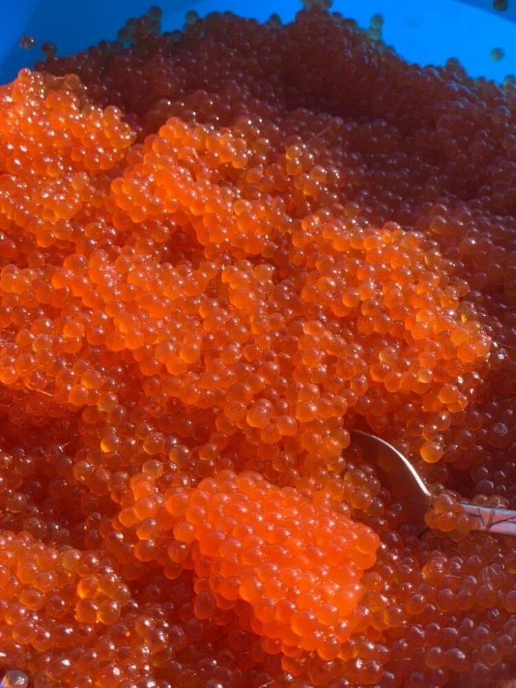 Можно есть икру горбуши. Искусственная икра. Икорная горбуша. Можно есть икру горбуши. Икра чавычи.