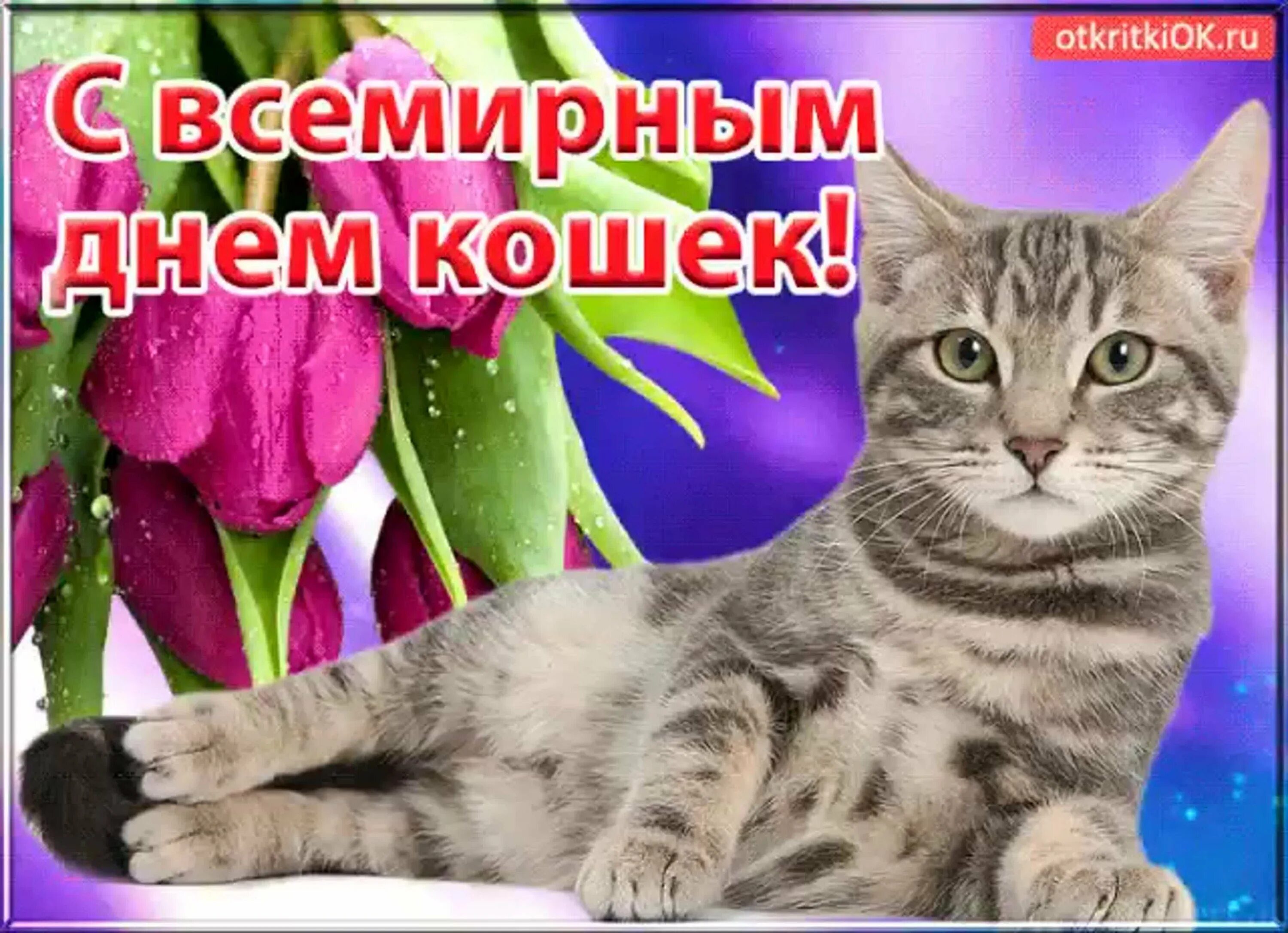 Беседа день кошек. День кошек. Всемирный день кошек открытки. Поздравление с международным днем кошек.