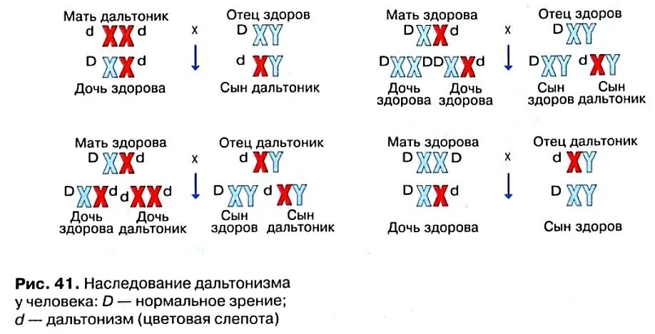 Дигетерозиготная по генам дальтонизма и гемофилии