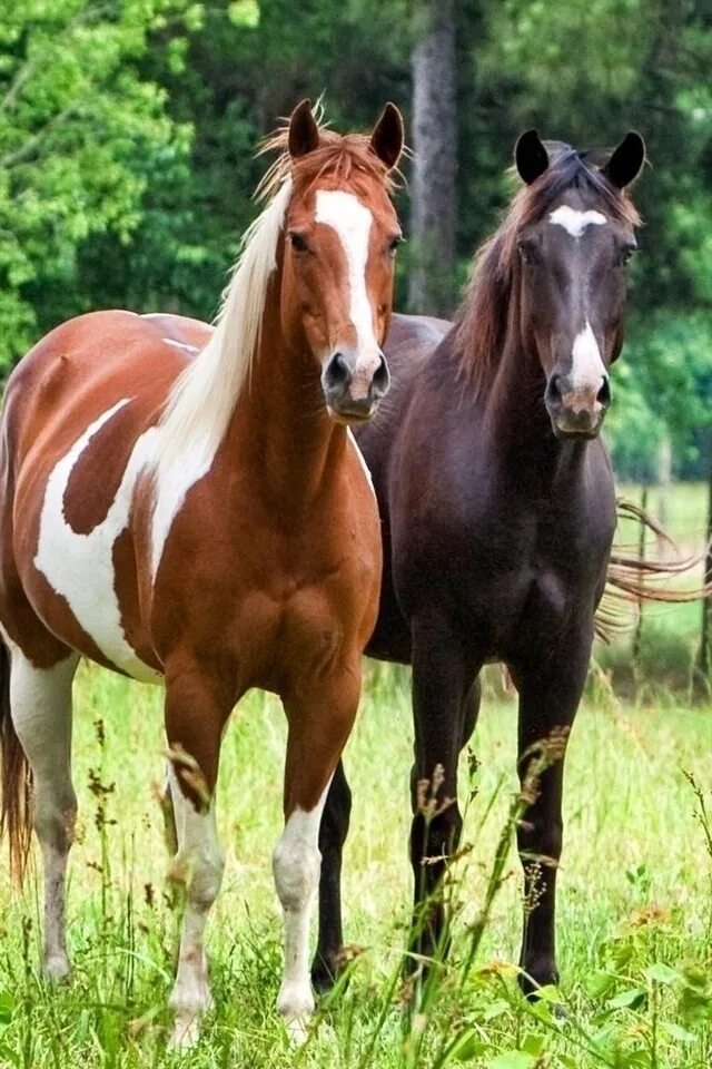 4 horse